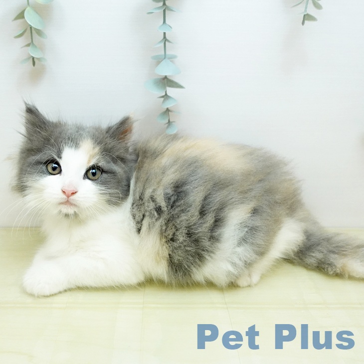 ノルウェージャンフォレストキャット