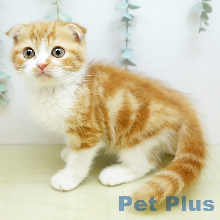 愛媛県のスコティッシュフォールド (ペットプラス 新居浜店/2025年9月26日生まれ/男の子/レッドタビーホワイト)の子猫の1枚目の画像