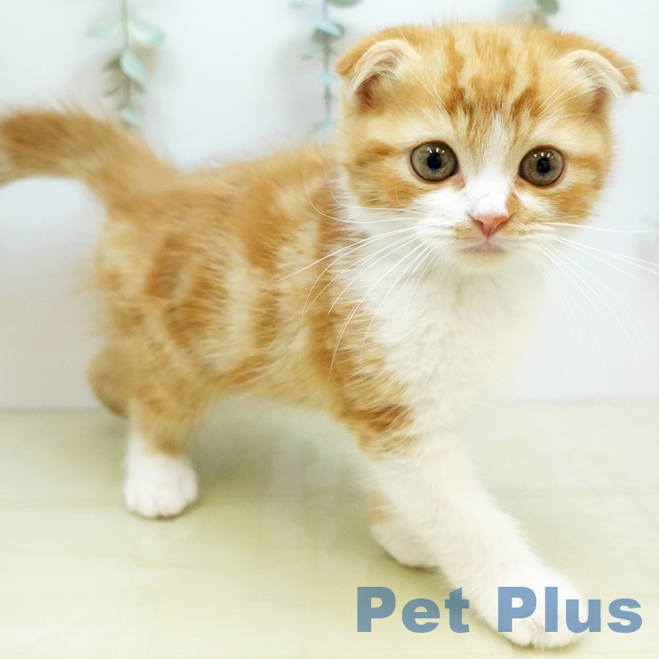 愛媛県のスコティッシュフォールド (ペットプラス 新居浜店/2025年9月26日生まれ/男の子/レッドタビーホワイト)の子猫の2枚目の画像