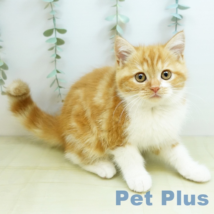 岡山県のスコティッシュフォールド (ペッツワン 岡山南店/2025年9月26日生まれ/女の子/レッドタビーホワイト)の子猫の1枚目の画像