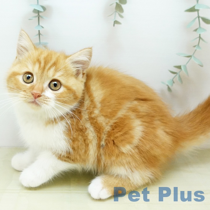 岡山県のスコティッシュフォールド (ペッツワン 岡山南店/2025年9月26日生まれ/女の子/レッドタビーホワイト)の子猫の2枚目の画像