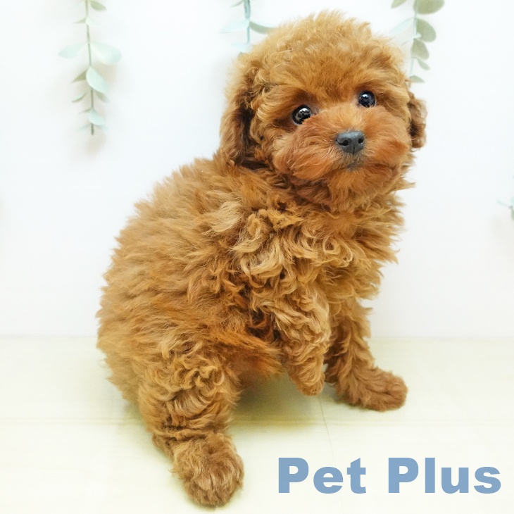 トイ・プードル