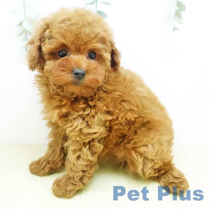 岡山県のトイプードル(トイ) (ペットプラス 岡山店/2025年9月26日生まれ/女の子/レッド)の子犬の2枚目の画像