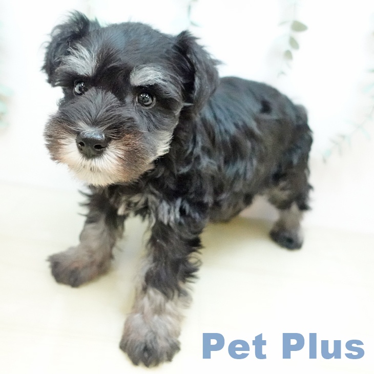 ミニチュア・シュナウザー