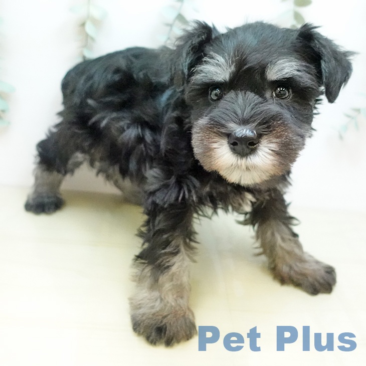 ミニチュア・シュナウザー