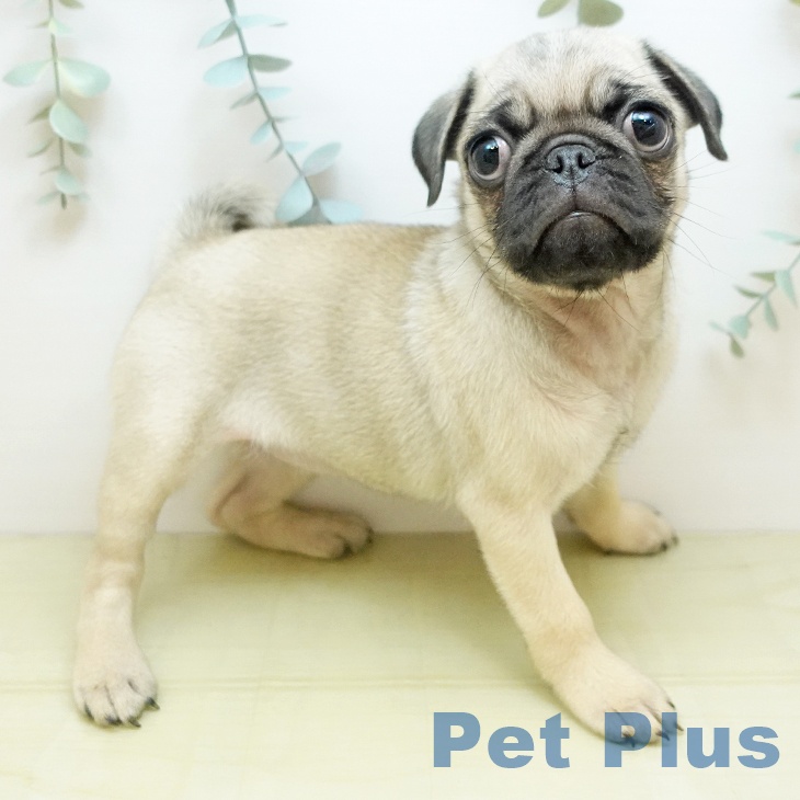 東京都のパグ (ペットプラス 立川高島屋S.C.店/2025年9月25日生まれ/女の子/フォーン)の子犬