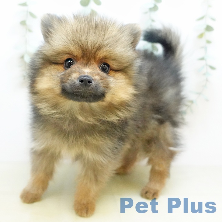東京都のポメラニアン (ペットプラス むさし村山店/2025年9月25日生まれ/男の子/オレンジセーブル)の子犬の1枚目の画像