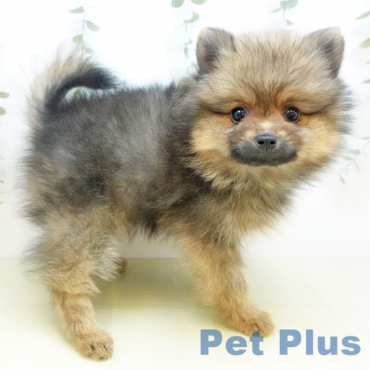 東京都のポメラニアン (ペットプラス むさし村山店/2025年9月25日生まれ/男の子/オレンジセーブル)の子犬の2枚目の画像