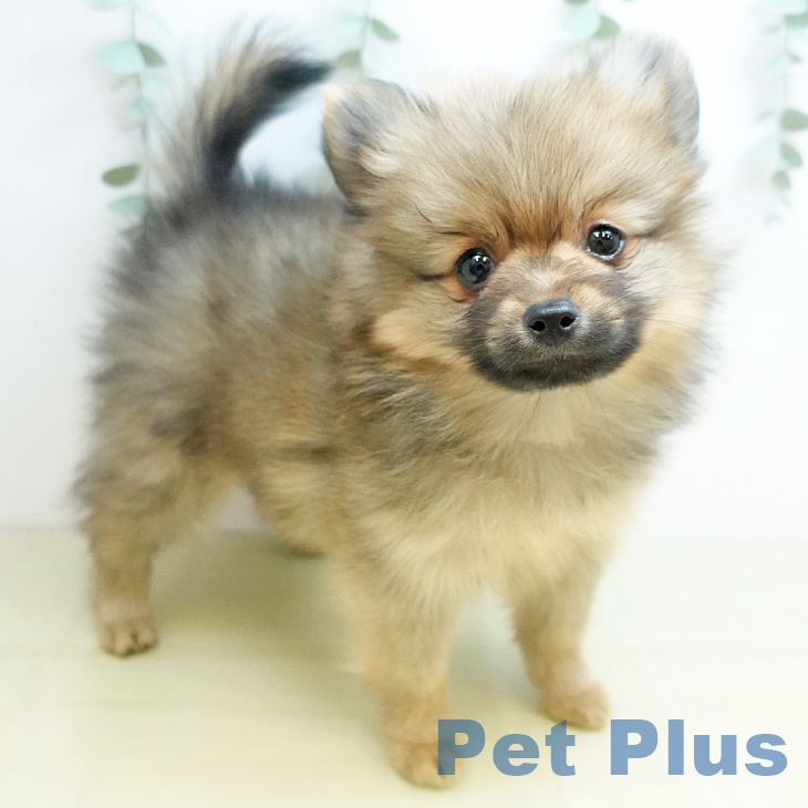 宮城県のポメラニアン (ペットプラス 仙台上杉店/2025年9月25日生まれ/女の子/オレンジ)の子犬の1枚目の画像