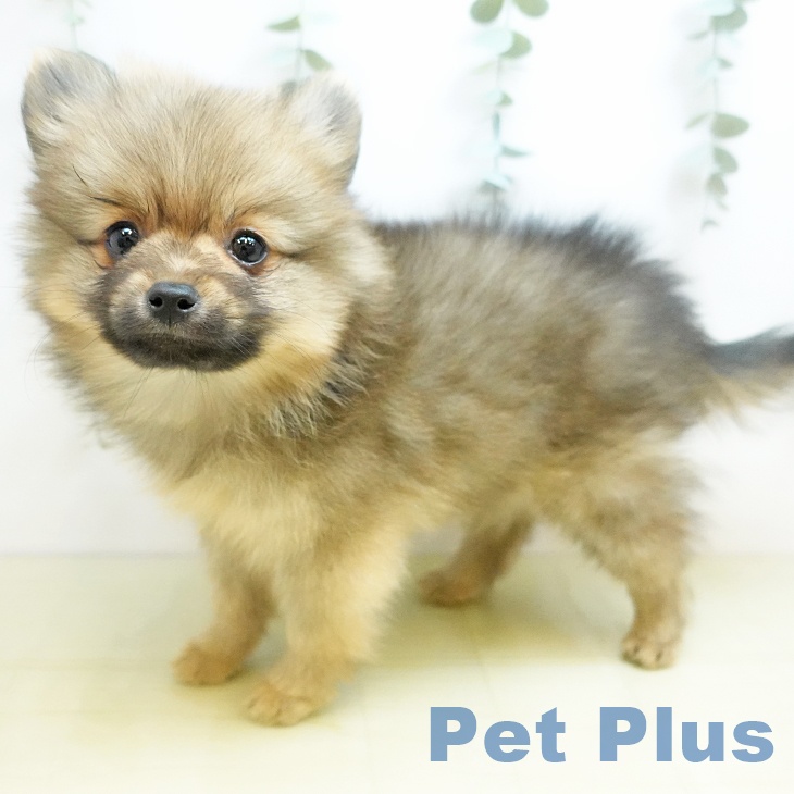 宮城県のポメラニアン (ペットプラス 仙台上杉店/2025年9月25日生まれ/女の子/オレンジ)の子犬の2枚目の画像