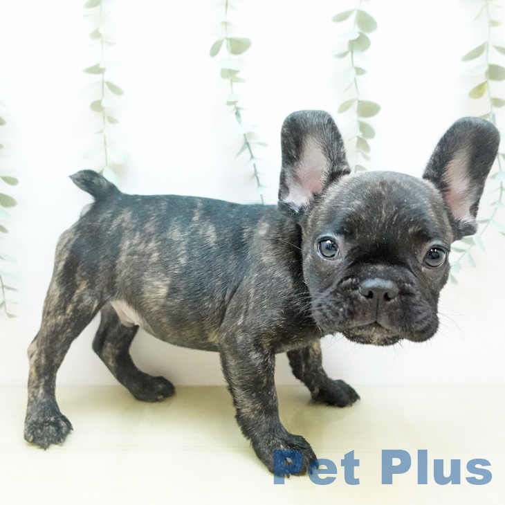 フレンチ・ブルドッグの写真2