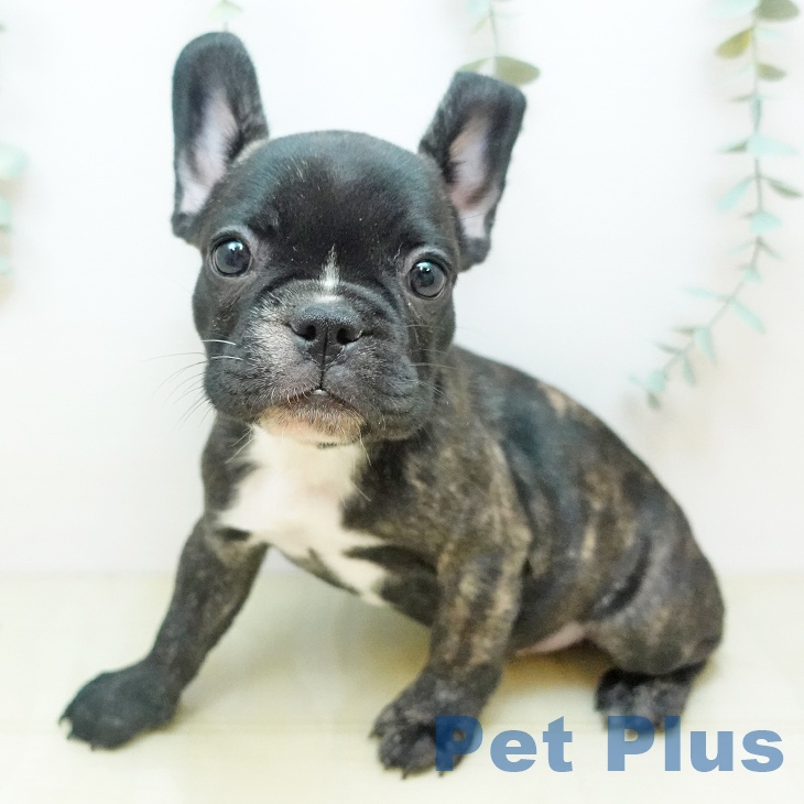 岩手県のフレンチブルドッグ (ペットプラス 盛岡南店/2025年9月19日生まれ/女の子/ブリンドル)の子犬の2枚目の画像