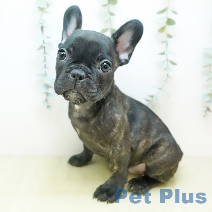 千葉県のフレンチブルドッグ (ペットプラス 幕張新都心店/2025年9月19日生まれ/女の子/ブリンドル)の子犬