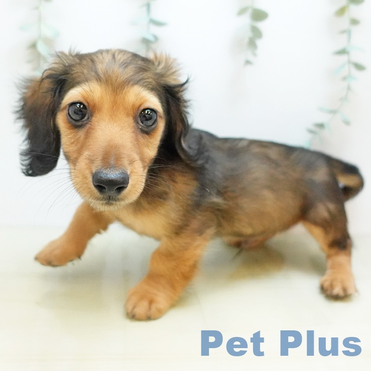 カニーンヘン・ダックスフンド