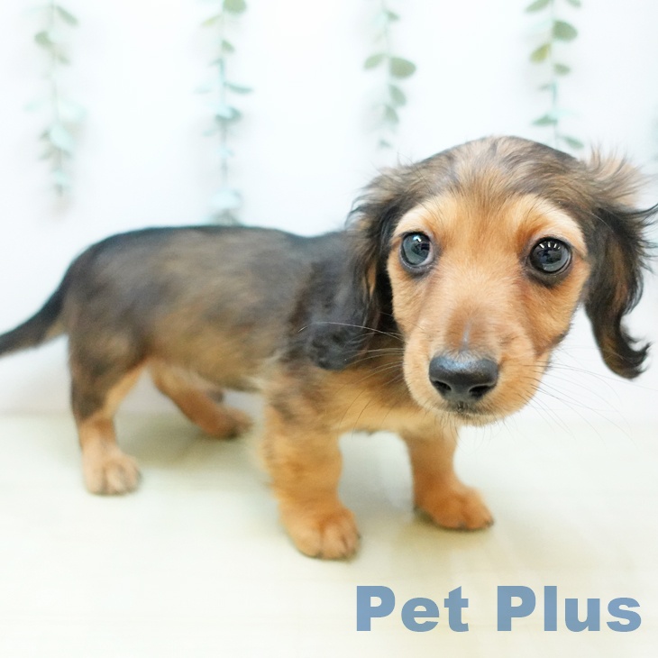 カニーンヘン・ダックスフンドの写真2