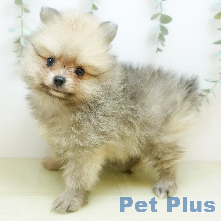 山形県のポメラニアン (ペットプラス 天童店/2025年9月25日生まれ/男の子/ウルフセーブル)の子犬