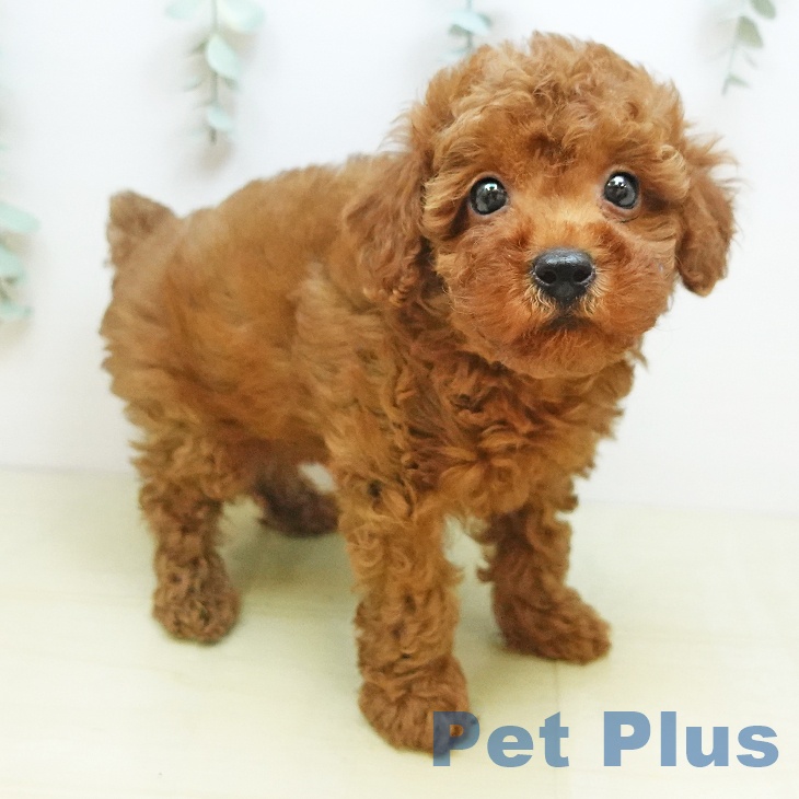 香川県のトイプードル(トイ) (ペットプラス 綾川店/2025年9月24日生まれ/男の子/レッド)の子犬