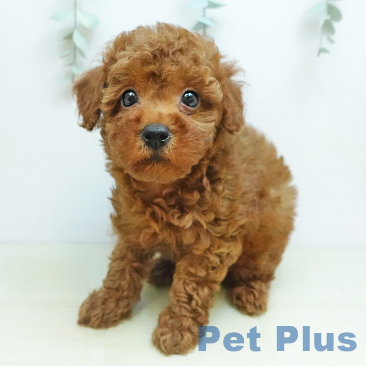 香川県のトイプードル(トイ) (ペットプラス 綾川店/2025年9月24日生まれ/男の子/レッド)の子犬の2枚目の画像