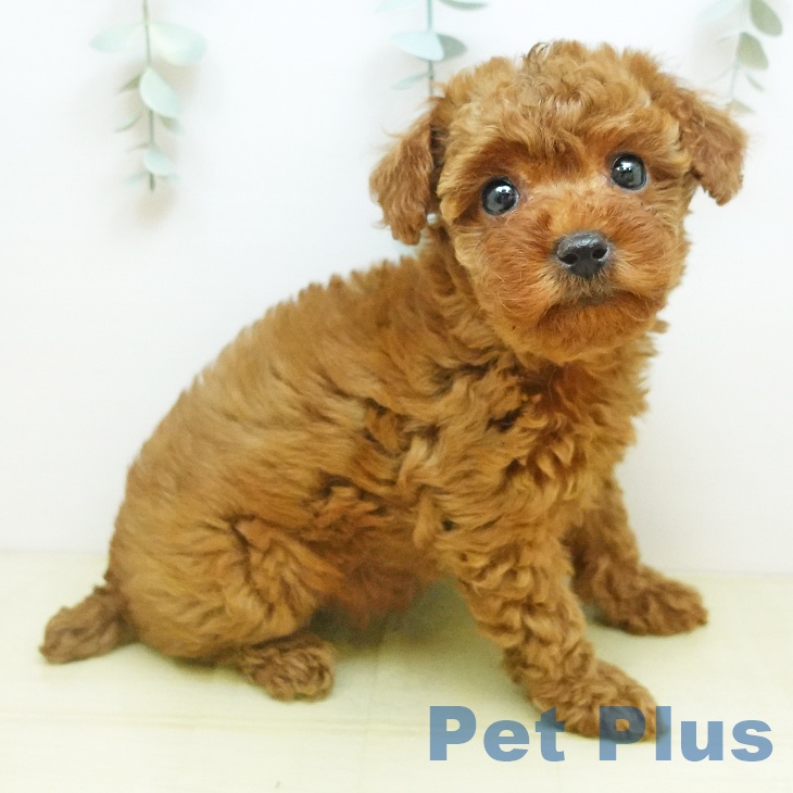 トイ・プードル