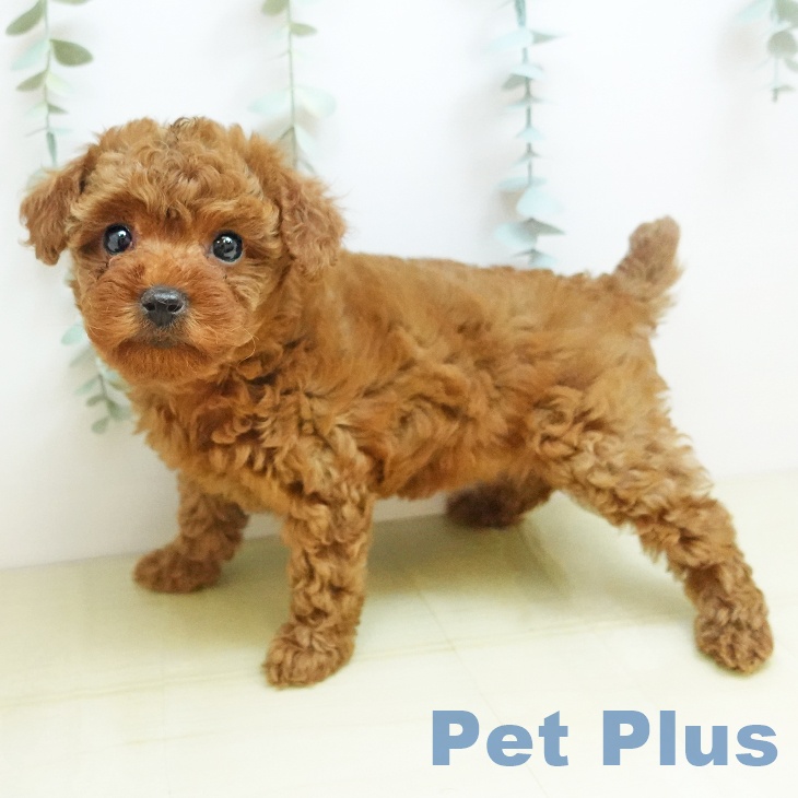 トイ・プードル