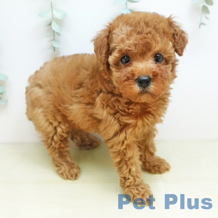愛媛県のトイプードル(トイ) (ペットプラス 新居浜店/2025年9月24日生まれ/女の子/レッド)の子犬