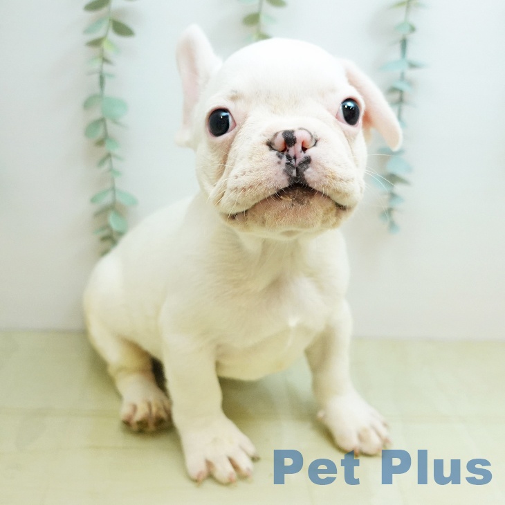 フレンチ・ブルドッグ