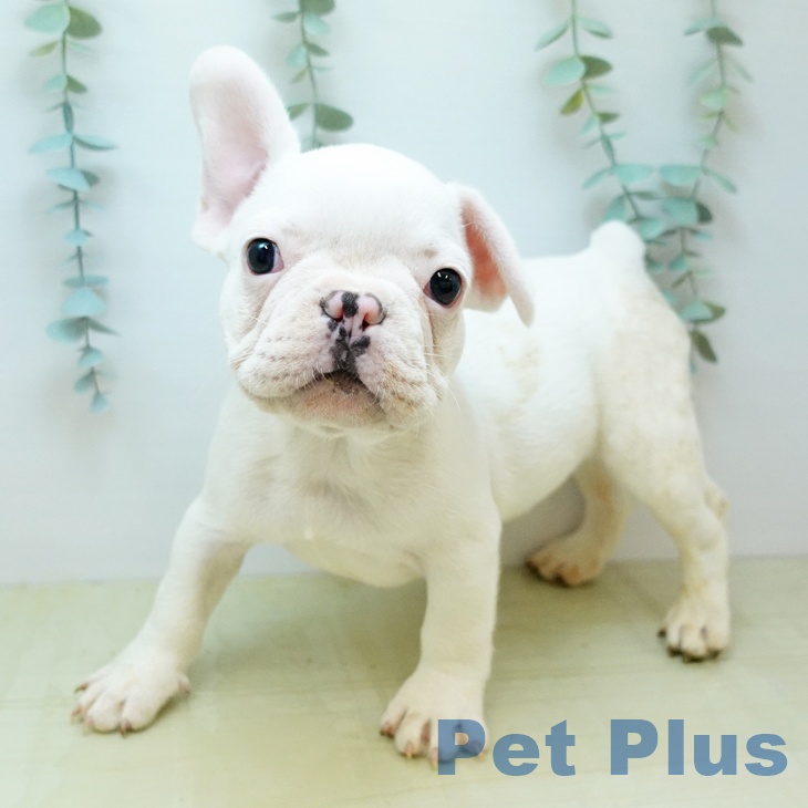 フレンチ・ブルドッグ