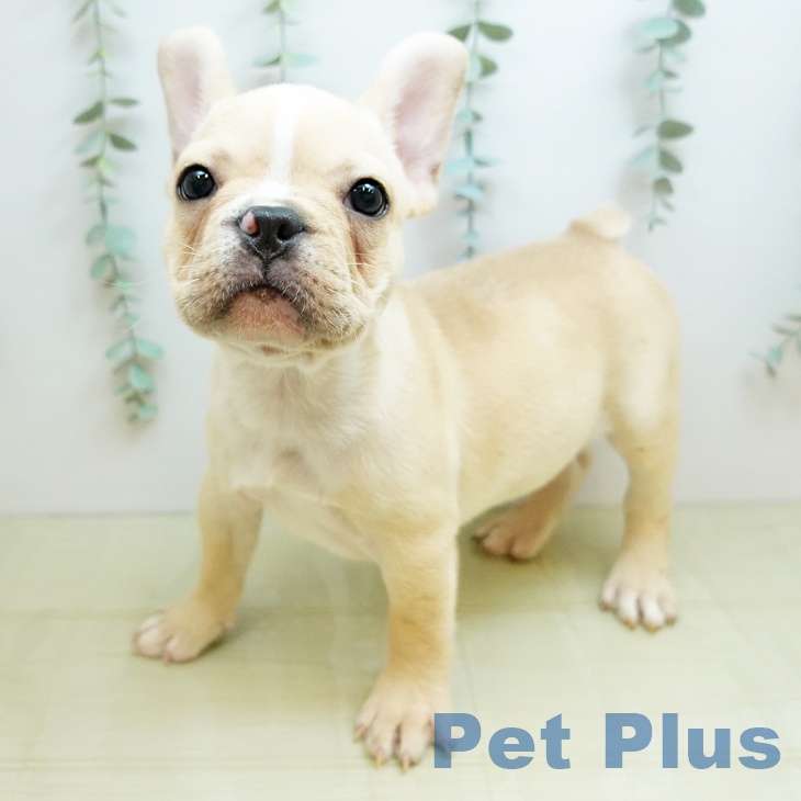 埼玉県のフレンチブルドッグ (ペットプラス 羽生店/2025年9月23日生まれ/男の子/クリーム)の子犬の1枚目の画像