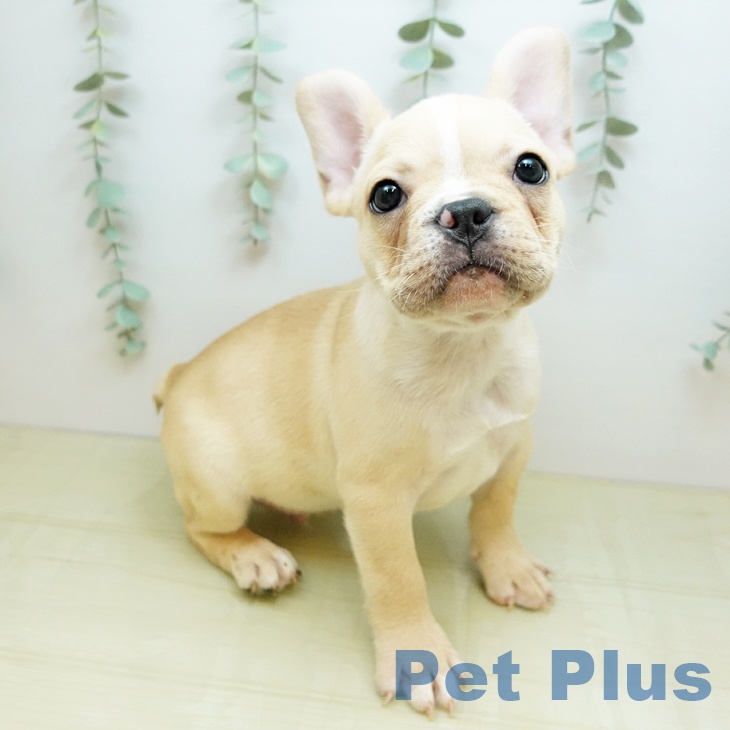 埼玉県のフレンチブルドッグ (ペットプラス 羽生店/2025年9月23日生まれ/男の子/クリーム)の子犬の2枚目の画像