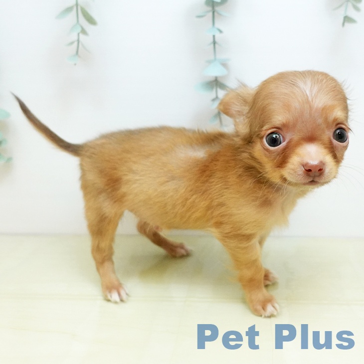 香川県のチワワ(ロング) (ペットプラス 高松店/2025年9月28日生まれ/男の子/チョコレートフォーン)の子犬