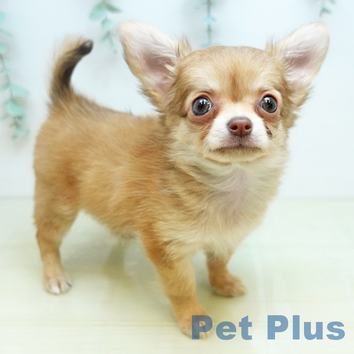 愛媛県のチワワ(ロング) (ペットプラス 新居浜店/2025年9月28日生まれ/女の子/チョコレートフォーン)の子犬