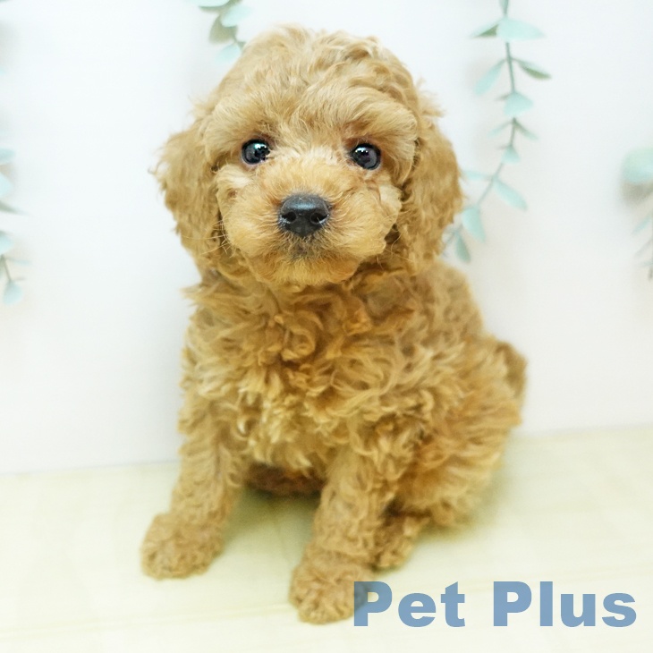 トイ・プードル