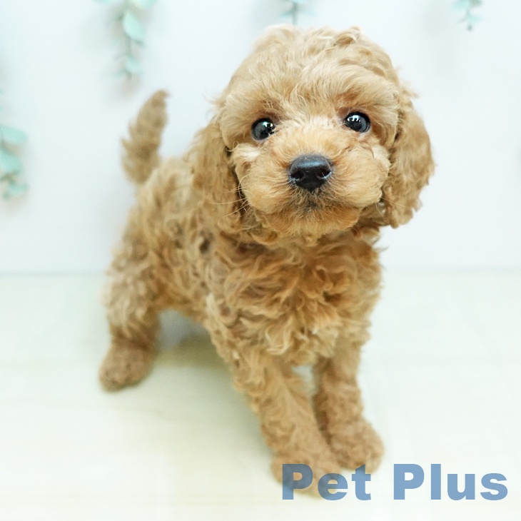 トイ・プードル