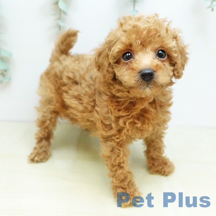愛媛県のトイプードル(トイ) (ペットプラス 新居浜店/2025年10月1日生まれ/男の子/アプリコット)の子犬