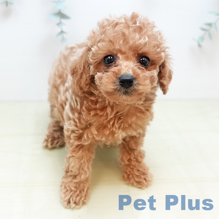 トイ・プードル