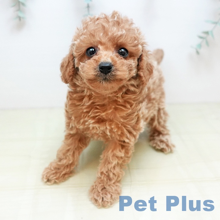 トイ・プードル