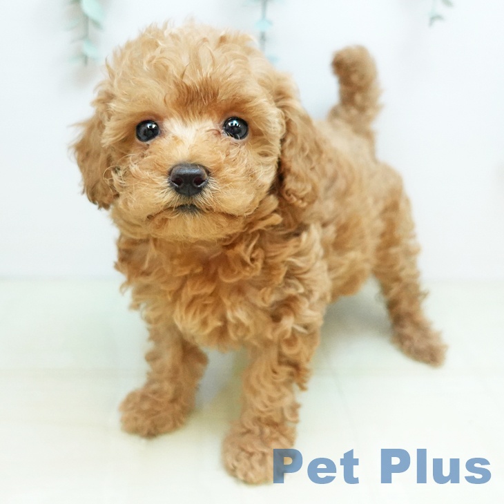 トイ・プードル