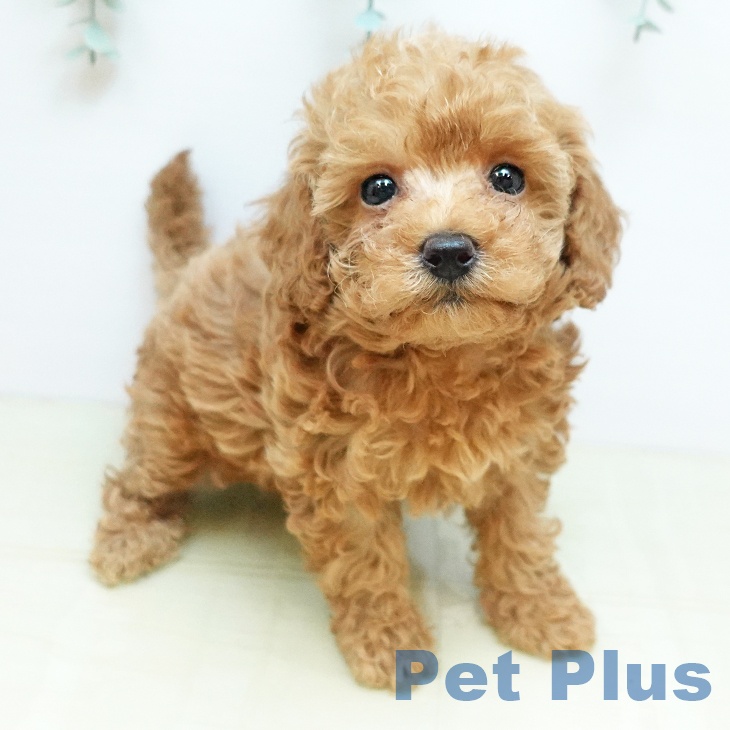 トイ・プードル