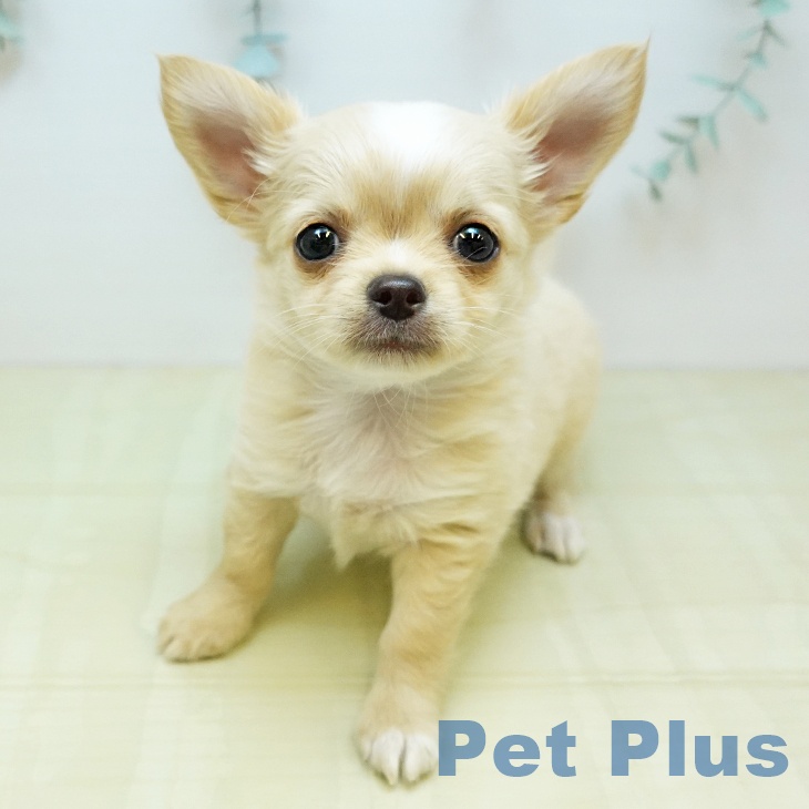 香川県のチワワ(ロング) (ペットプラス 綾川店/2025年10月1日生まれ/男の子/クリームホワイト)の子犬