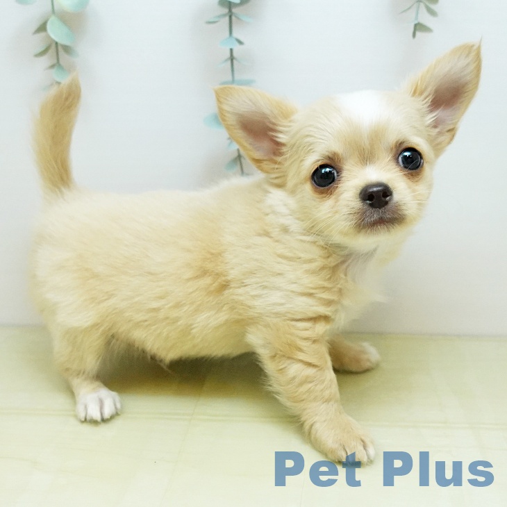 香川県のチワワ(ロング) (ペットプラス 綾川店/2025年10月1日生まれ/男の子/クリームホワイト)の子犬の2枚目の画像