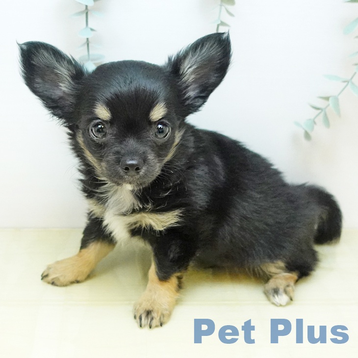 香川県のチワワ(ロング) (ペットプラス 綾川店/2025年10月1日生まれ/男の子/ブラッククリーム)の子犬