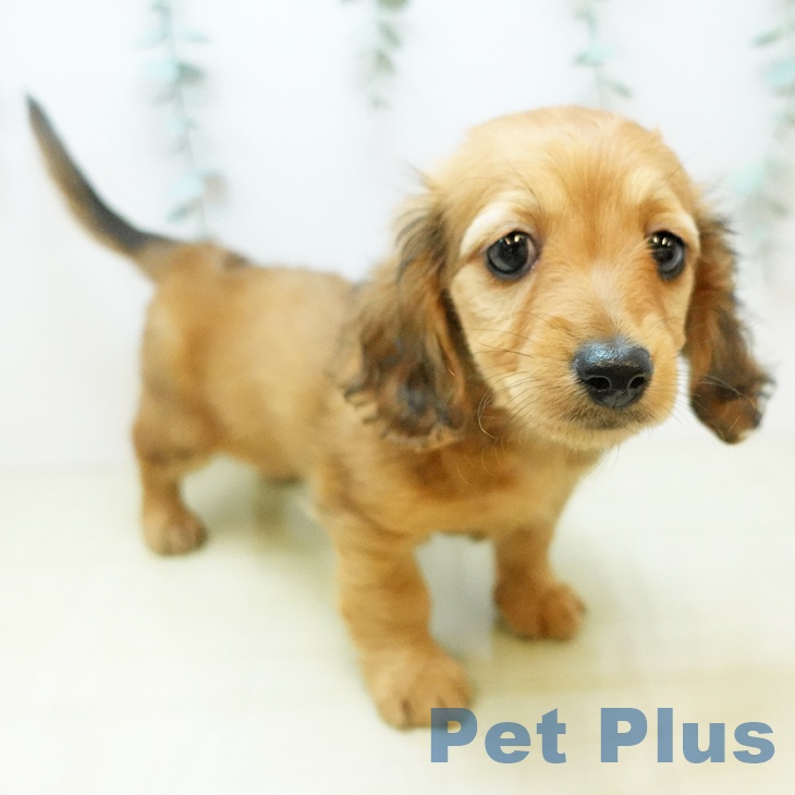 東京都のミニチュアダックスフンド(ロング) (ペットプラス 日の出店/2025年9月30日生まれ/女の子/レッド)の子犬の1枚目の画像