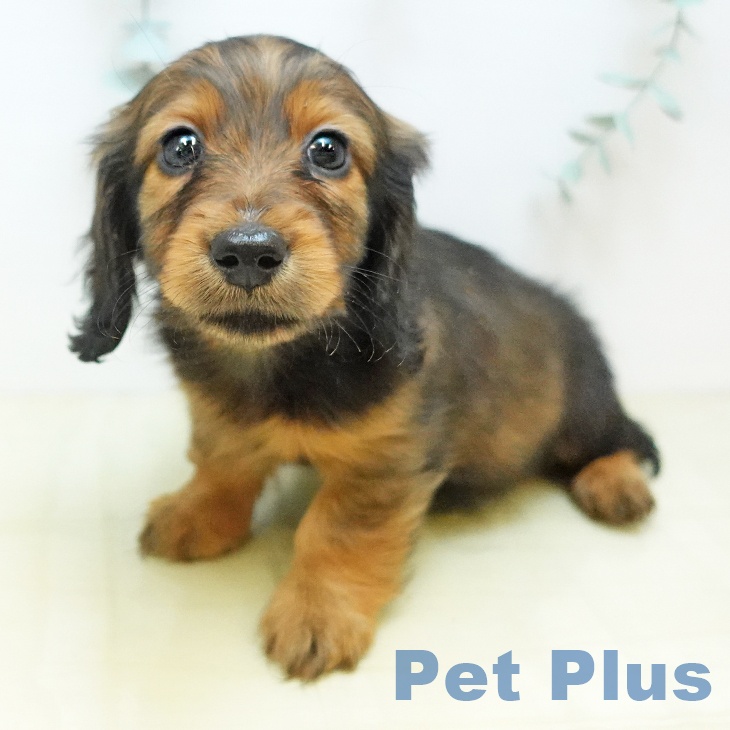 宮城県のカニンヘンダックスフンド(ロング) (ペットプラス 仙台上杉店/2025年10月1日生まれ/男の子/レッド)の子犬