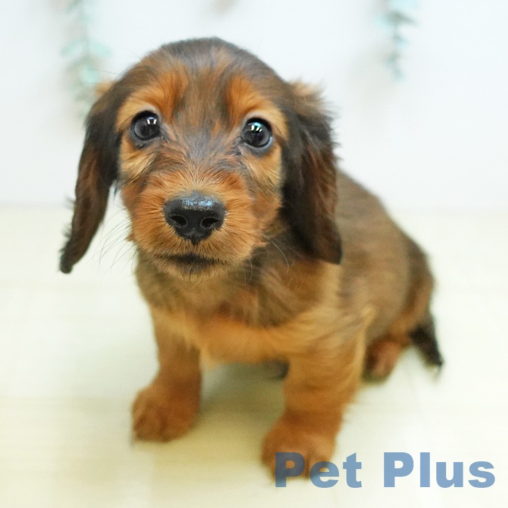 カニーンヘン・ダックスフンド