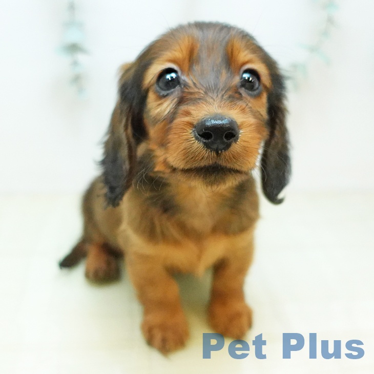 カニーンヘン・ダックスフンド