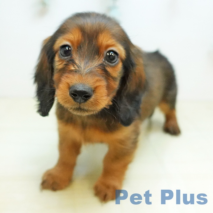 山梨県のカニンヘンダックスフンド(ロング) (ペットプラス 甲府昭和店/2025年10月1日生まれ/男の子/レッド)の子犬の1枚目の画像