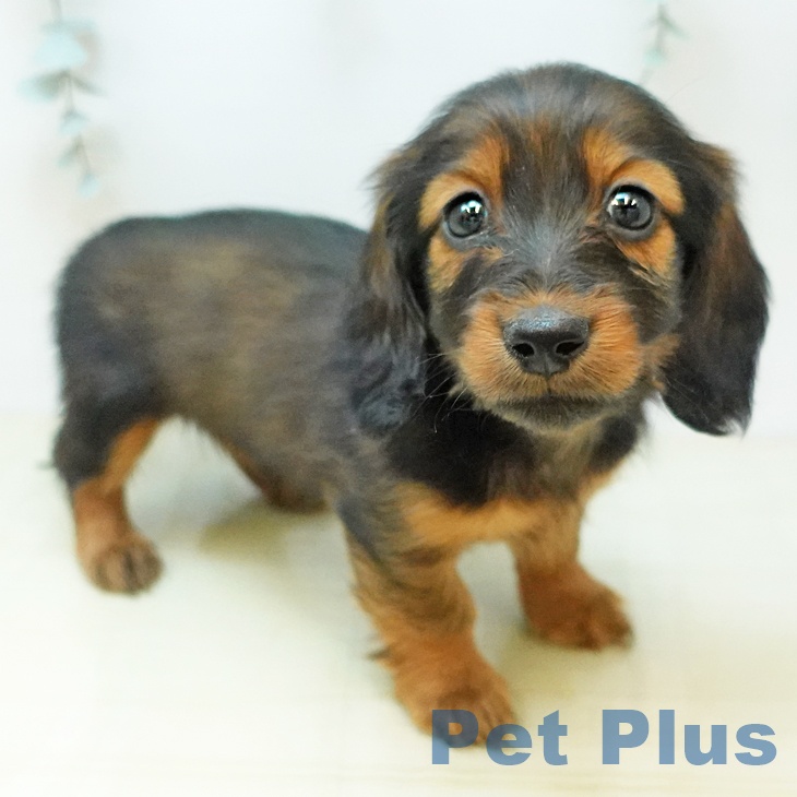 カニーンヘン・ダックスフンド