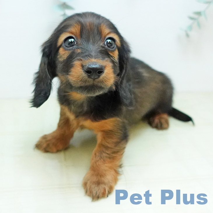 カニーンヘン・ダックスフンドの写真2