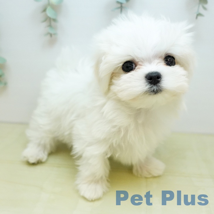 群馬県のマルチーズ (ペットプラス イオンモール太田店/2025年9月27日生まれ/男の子/ホワイト)の子犬の1枚目の画像