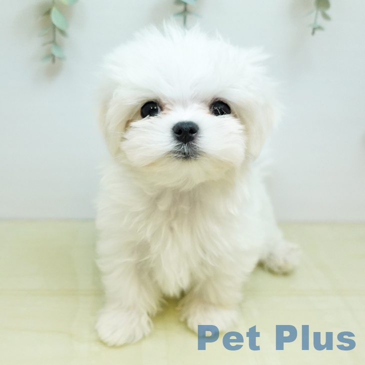 群馬県のマルチーズ (ペットプラス イオンモール太田店/2025年9月27日生まれ/男の子/ホワイト)の子犬の2枚目の画像